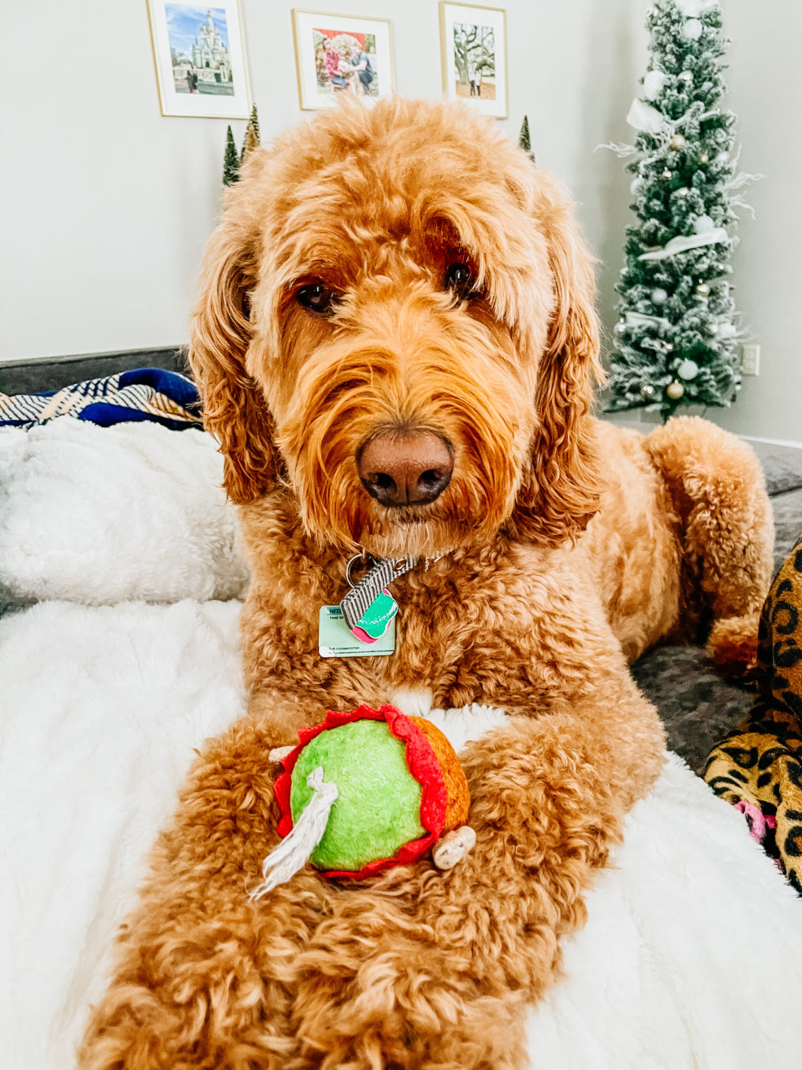 Wash Your Dog's Toys Everyday Connor Influencer Coach